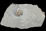 Ammonite (Promicroceras) Fossil - Lyme Regis #103016-1